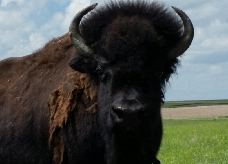 Kimball County Bison